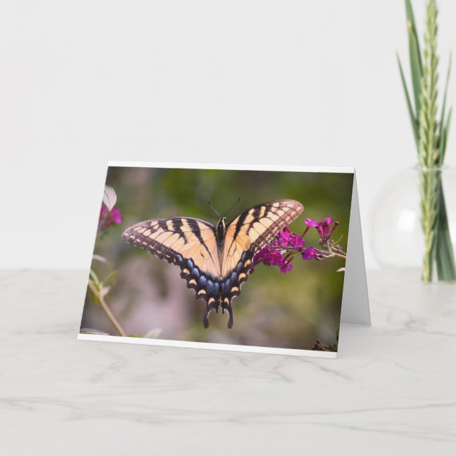 Mariposa, tarjeta (Anverso)