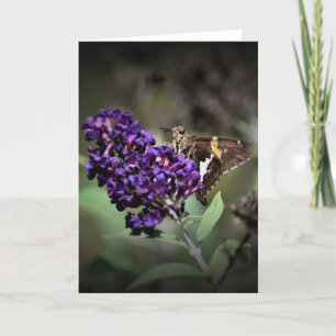 Mariposa, tarjeta
