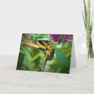 Mariposa, tarjeta