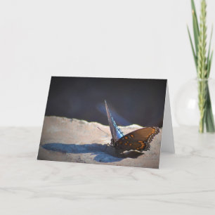 Mariposa, tarjeta