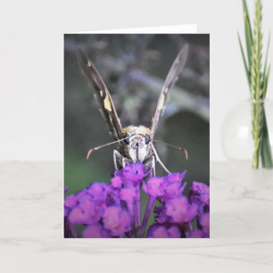 Mariposa, tarjeta