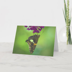 Mariposa, tarjeta