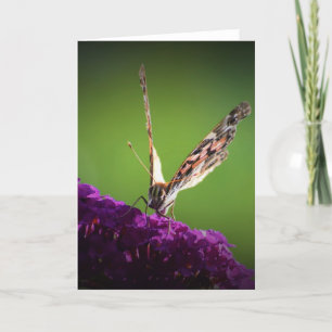 Mariposa, tarjeta