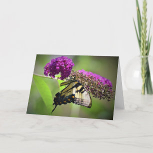 Mariposa, tarjeta