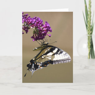 Mariposa, tarjeta