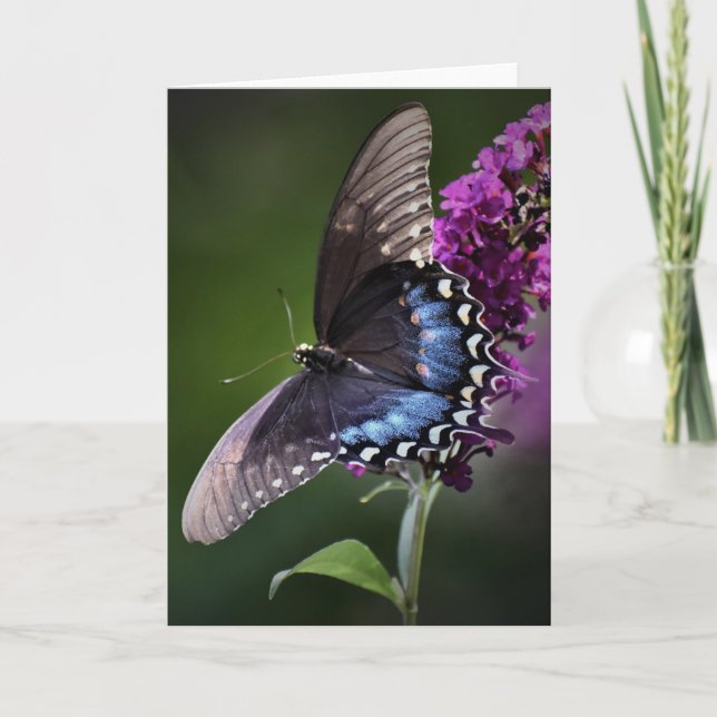 Mariposa, tarjeta (Anverso)