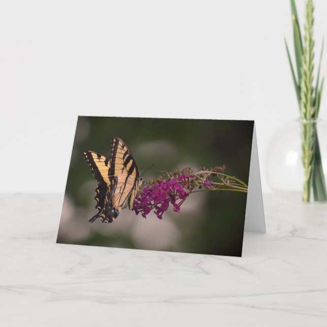 Mariposa, tarjeta (Anverso)