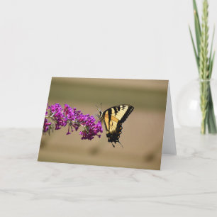 Mariposa, tarjeta