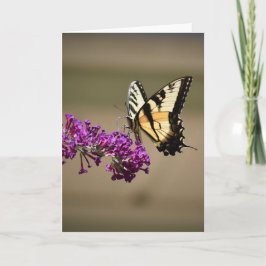 Mariposa, tarjeta