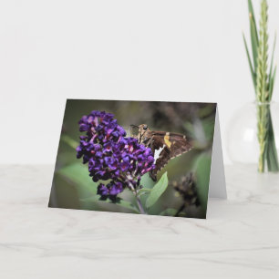 Mariposa, tarjeta