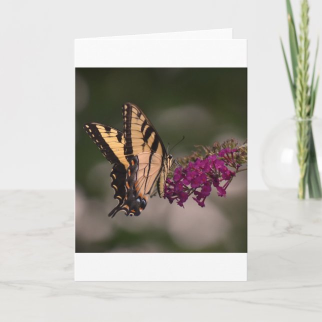 Mariposa, tarjeta (Anverso)