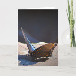 Mariposa, tarjeta