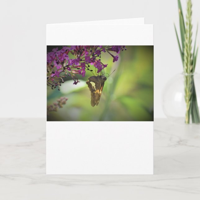 Mariposa, tarjeta (Anverso)
