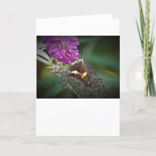 Mariposa, tarjeta