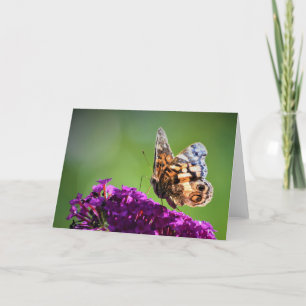 Mariposa, tarjeta