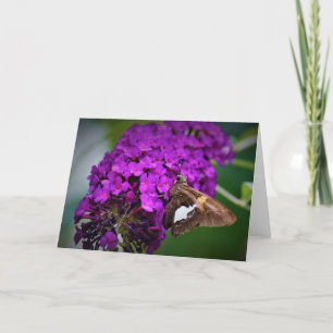 Mariposa, tarjeta