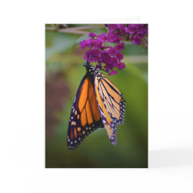 Mariposa, tarjeta