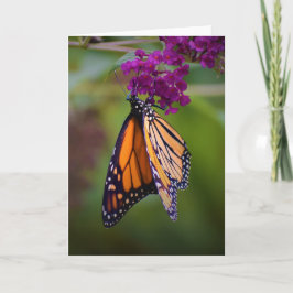 Mariposa, tarjeta