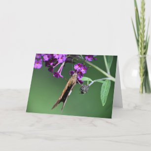 Mariposa, tarjeta