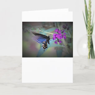 Mariposa, tarjeta