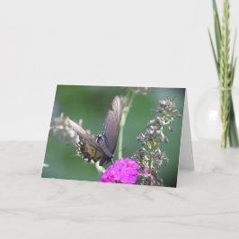 Mariposa, tarjeta