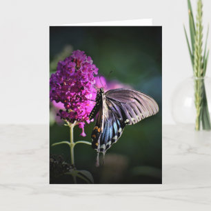 Mariposa, tarjeta