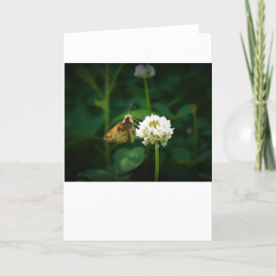 Mariposa, tarjeta