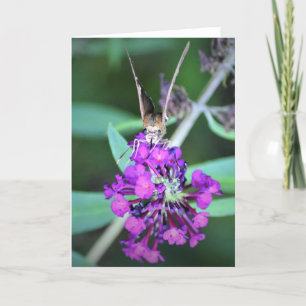 Mariposa, tarjeta