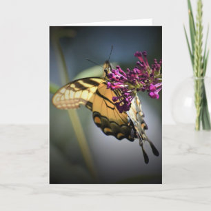 Mariposa, tarjeta