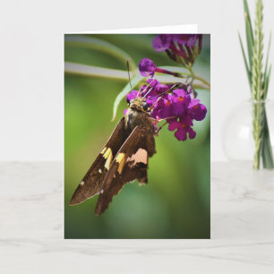 Mariposa, tarjeta