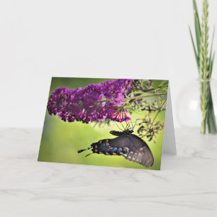 Mariposa, tarjeta