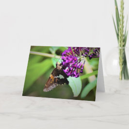 Mariposa, tarjeta