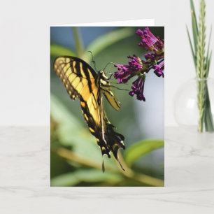 Mariposa, tarjeta