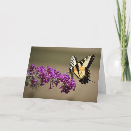 Mariposa, tarjeta