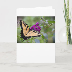 Mariposa, tarjeta