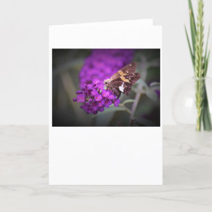 Mariposa, tarjeta