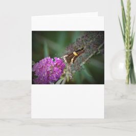 Mariposa, tarjeta