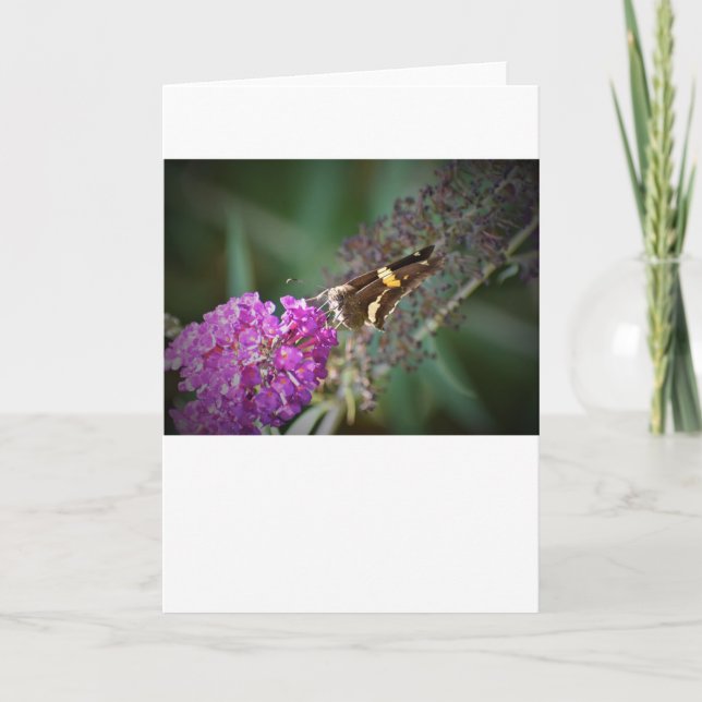 Mariposa, tarjeta (Anverso)