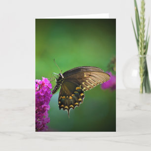 Mariposa, tarjeta