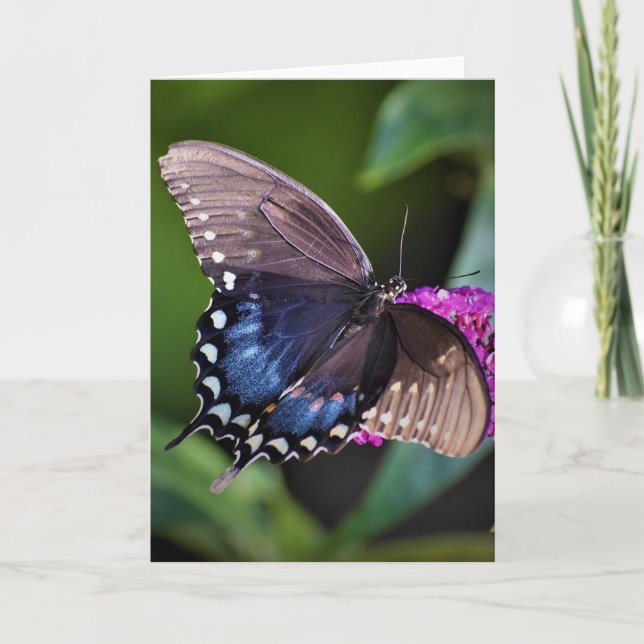 Mariposa, tarjeta (Anverso)