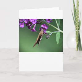 Mariposa, tarjeta