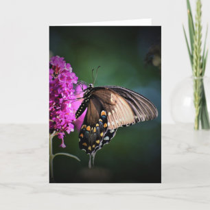 Mariposa, tarjeta