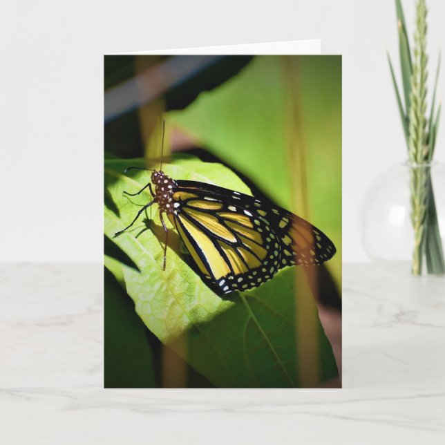 Mariposa, tarjeta (Anverso)