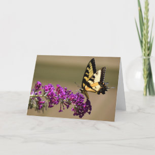 Mariposa, tarjeta