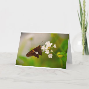 Mariposa, tarjeta