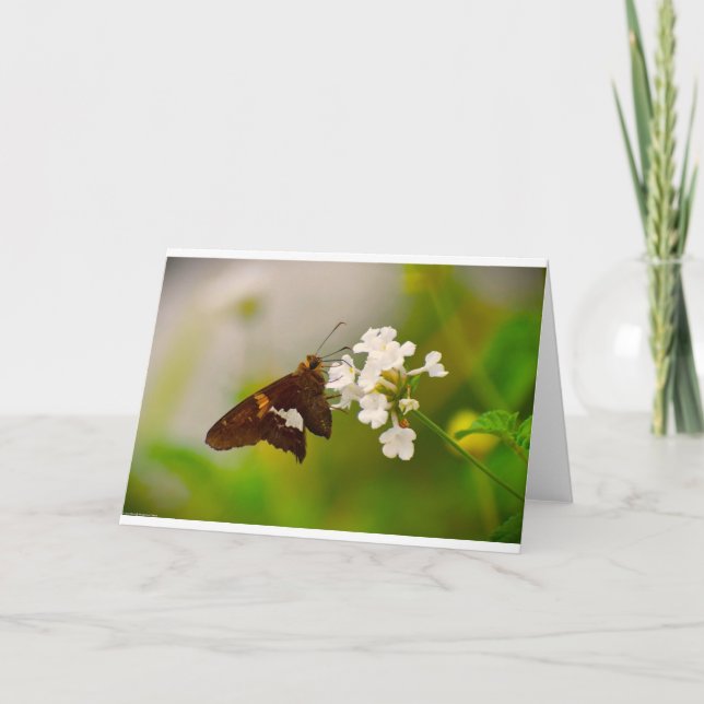 Mariposa, tarjeta (Anverso)