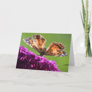 Mariposa, tarjeta