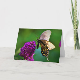 Mariposa, tarjeta