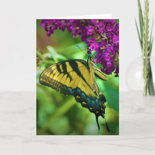 Mariposa, tarjeta