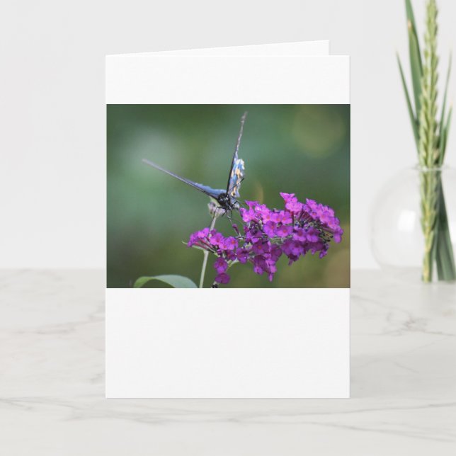 Mariposa, tarjeta (Anverso)